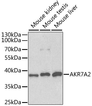 AKR7A2 Rabbit Polyclonal Antibody