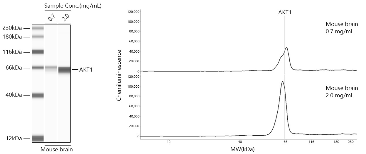AKT1 Rabbit Monoclonal Antibody