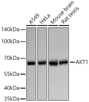 AKT1 Rabbit Polyclonal Antibody