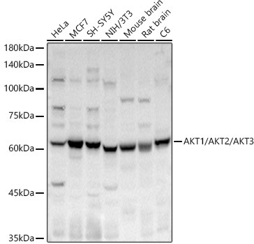 AKT1/AKT2/AKT3 Rabbit Polyclonal Antibody