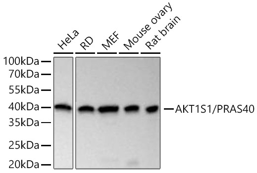 AKT1S1/PRAS40 Rabbit Monoclonal Antibody