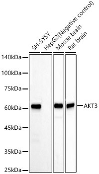 AKT3 Rabbit Monoclonal Antibody