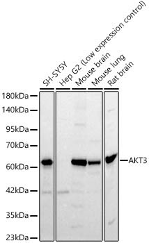 AKT3 Rabbit Polyclonal Antibody