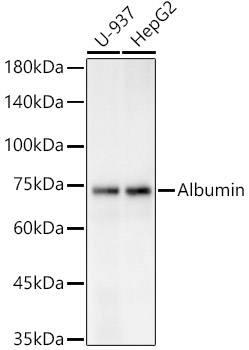 Albumin Rabbit Polyclonal Antibody