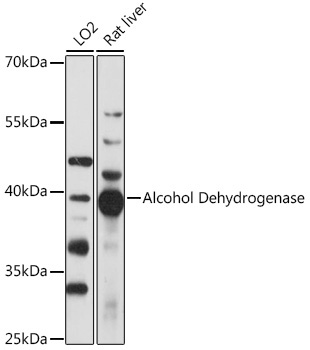 Alcohol Dehydrogenase Rabbit Polyclonal Antibody