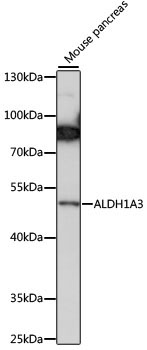 ALDH1A3 Rabbit Polyclonal Antibody