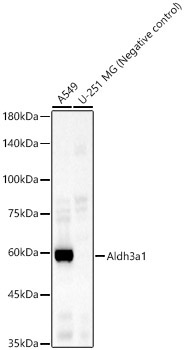 Aldh3a1 Rabbit Polyclonal Antibody
