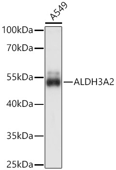 ALDH3A2 Rabbit Polyclonal Antibody