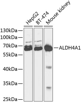 ALDH4A1 Rabbit Polyclonal Antibody