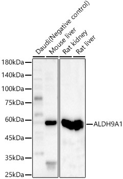 ALDH9A1 Rabbit Polyclonal Antibody