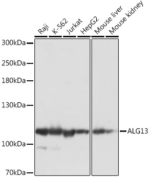 ALG13 Rabbit Polyclonal Antibody