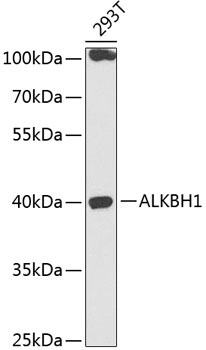 ALKBH1 Rabbit Polyclonal Antibody