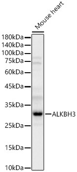 ALKBH3 Rabbit Polyclonal Antibody