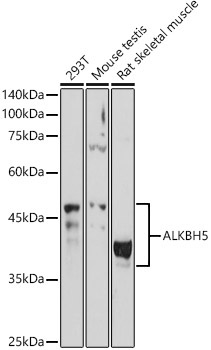 ALKBH5 Rabbit Polyclonal Antibody