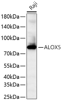 ALOX5 Rabbit Monoclonal Antibody