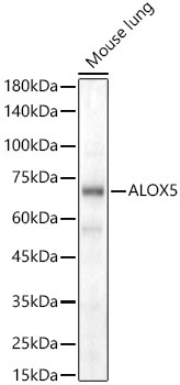 ALOX5 Rabbit Polyclonal Antibody