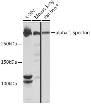 alpha 1 Spectrin Rabbit Monoclonal Antibody