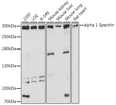 alpha 1 Spectrin Rabbit Polyclonal Antibody