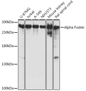 Alpha Fodrin Rabbit Polyclonal Antibody