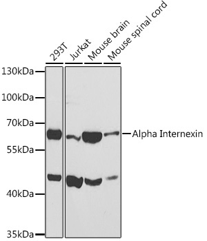 Alpha Internexin Rabbit Polyclonal Antibody