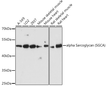 alpha Sarcoglycan (SGCA) Rabbit Polyclonal Antibody