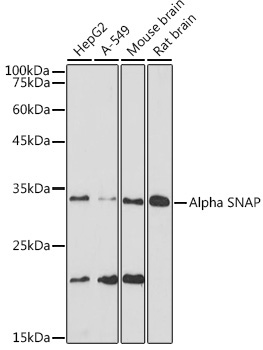 Alpha SNAP Rabbit Monoclonal Antibody