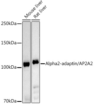 Alpha2-adaptin/AP2A2 Rabbit Polyclonal Antibody