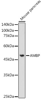 AMBP Rabbit Polyclonal Antibody