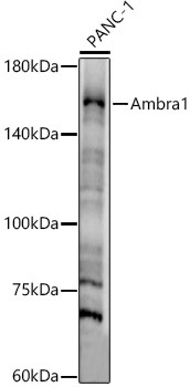 Ambra1 Rabbit Polyclonal Antibody
