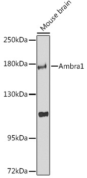 Ambra1 Rabbit Polyclonal Antibody