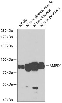 AMPD1 Rabbit Polyclonal Antibody