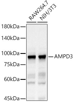 AMPD3 Rabbit Polyclonal Antibody