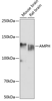 AMPH Rabbit Polyclonal Antibody