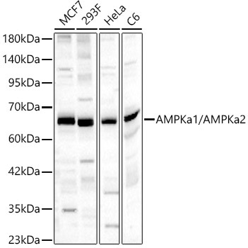 AMPKa1/AMPKa2 Rabbit Polyclonal Antibody