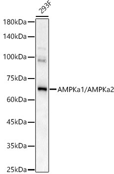 AMPKa1/AMPKa2 Rabbit Polyclonal Antibody