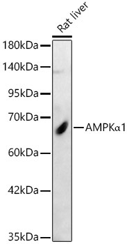 AMPKAlpha1 Rabbit Polyclonal Antibody
