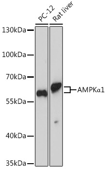 AMPKAlpha1 Rabbit Polyclonal Antibody