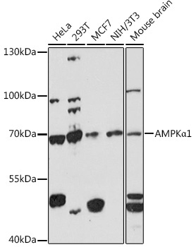 AMPKAlpha1 Rabbit Polyclonal Antibody