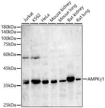 AMPKGamma1 Rabbit Polyclonal Antibody