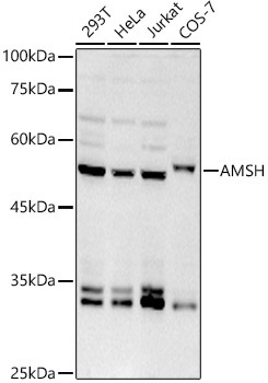 AMSH Rabbit Monoclonal Antibody