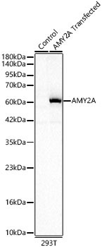 AMY2A Rabbit Polyclonal Antibody