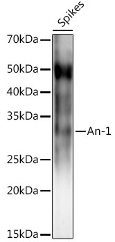 An-1 Rabbit Polyclonal Antibody