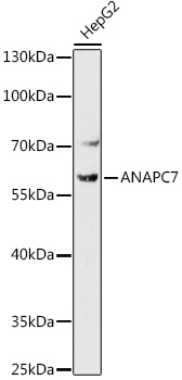 ANAPC7 Rabbit Polyclonal Antibody