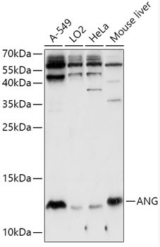 ANG Rabbit Polyclonal Antibody