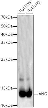 ANG Rabbit Polyclonal Antibody