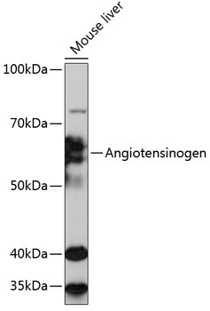 Angiotensinogen Rabbit Monoclonal Antibody