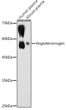 Angiotensinogen Rabbit Polyclonal Antibody
