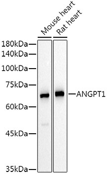 ANGPT1 Rabbit Polyclonal Antibody