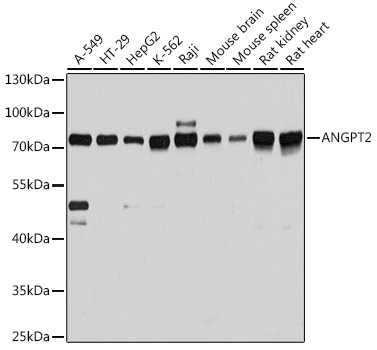 ANGPT2 Rabbit Polyclonal Antibody