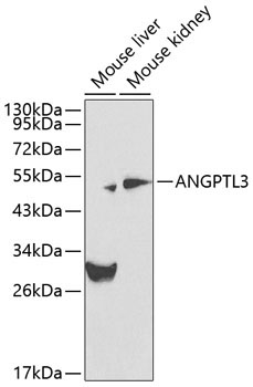 ANGPTL3 Rabbit Polyclonal Antibody